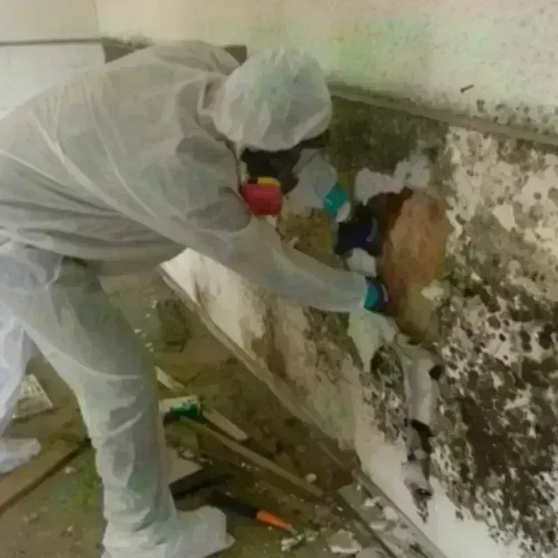 Mold Remediation and Removal in Monticello, LA